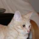 Europeanshorthair